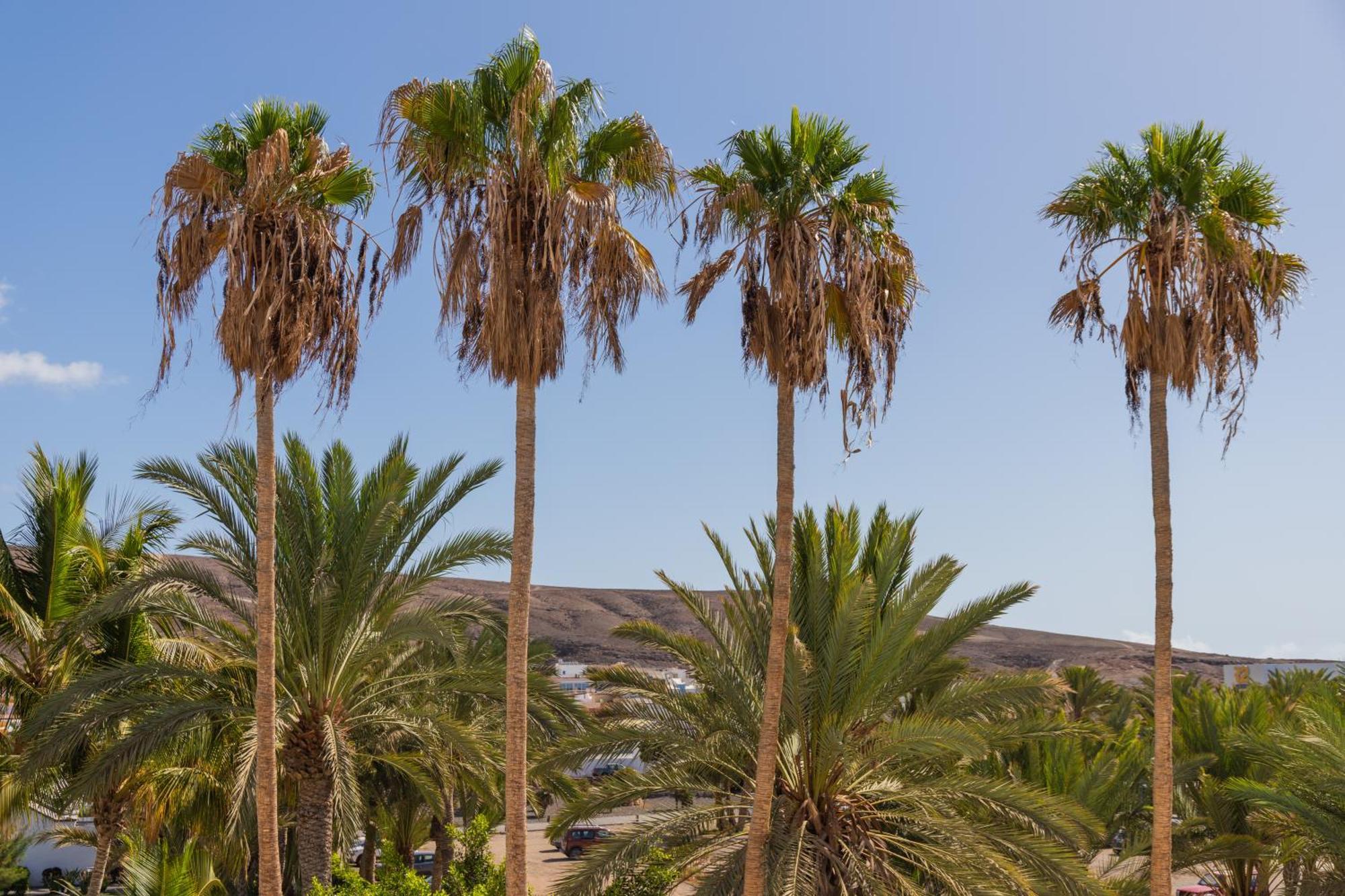 Palm Beach Fuerteventura Tarajalejo Εξωτερικό φωτογραφία